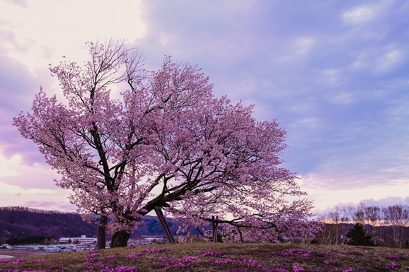 春　津別の双子の桜