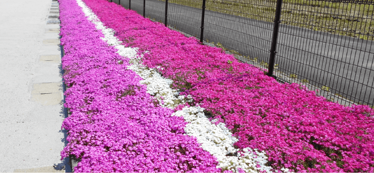 地域貢献活動