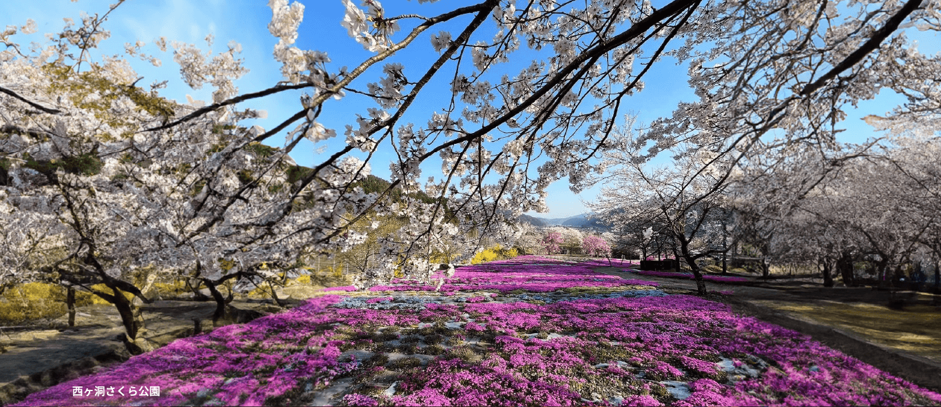 西ヶ洞さくら公園