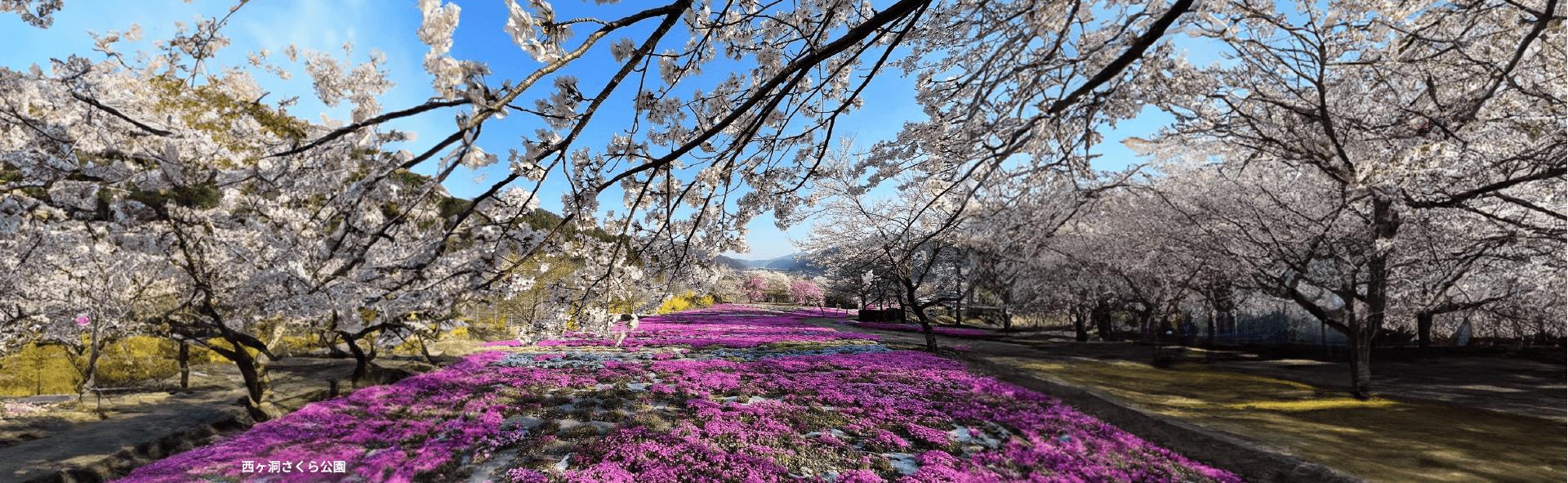 西ヶ洞さくら公園