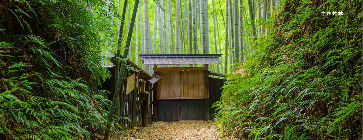 土井竹林