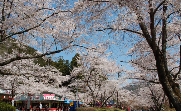 寺尾ヶ原千本桜