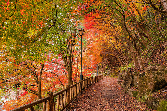 イメージ：紅葉に包まれる小路