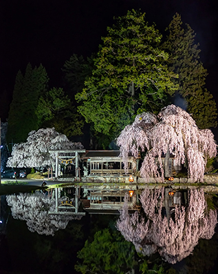 イメージ：青屋神明神社の枝垂れ桜