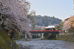 イメージ：中橋と桜と雪化粧