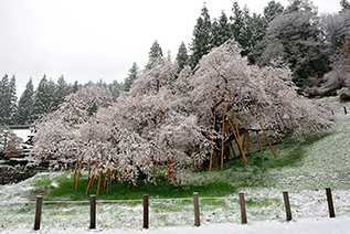イメージ：臥竜桜の雪化粧