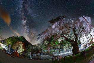 イメージ：天を仰ぐ老桜