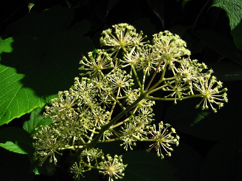 ウドの花